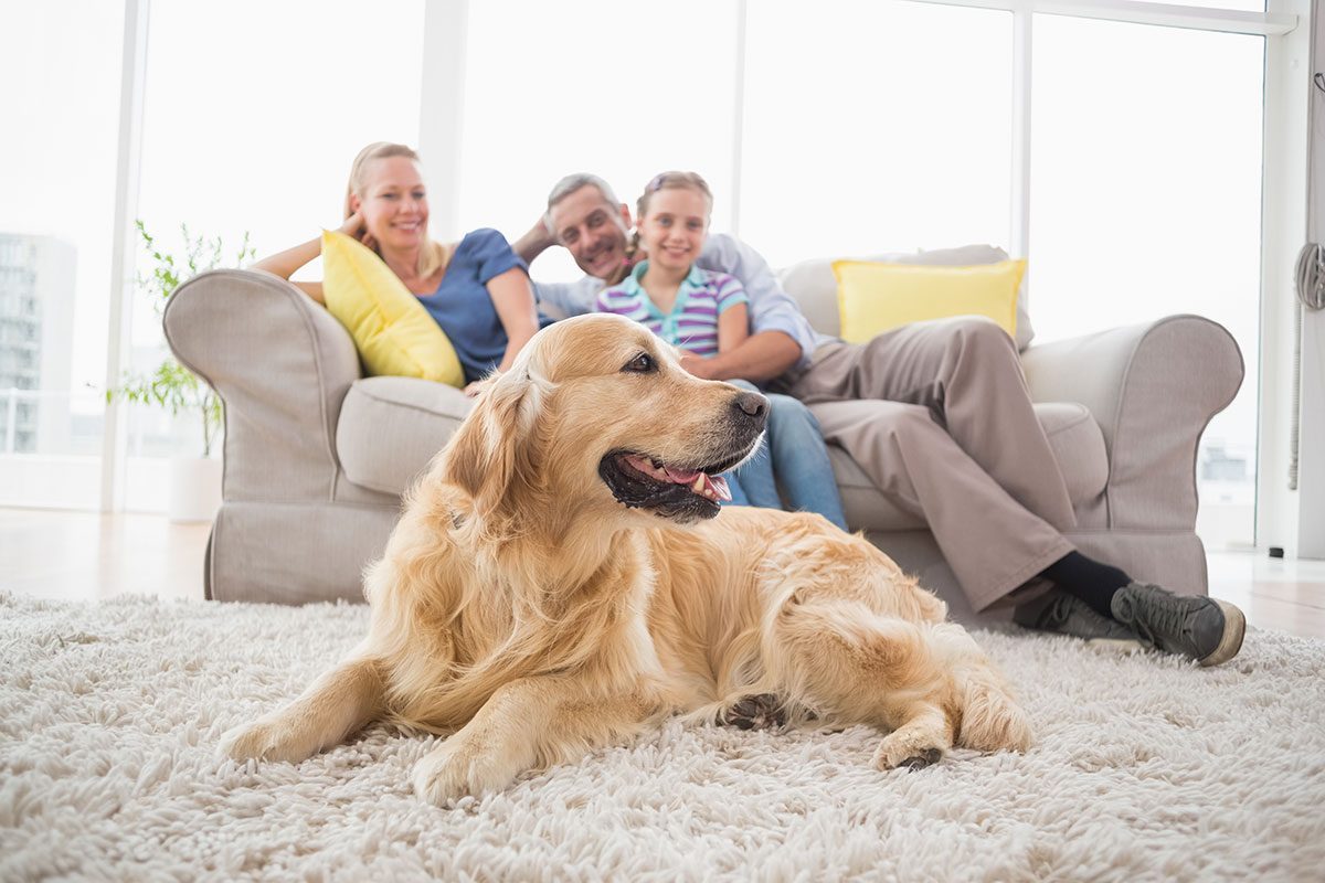 HVAC Tips for Pet Owners